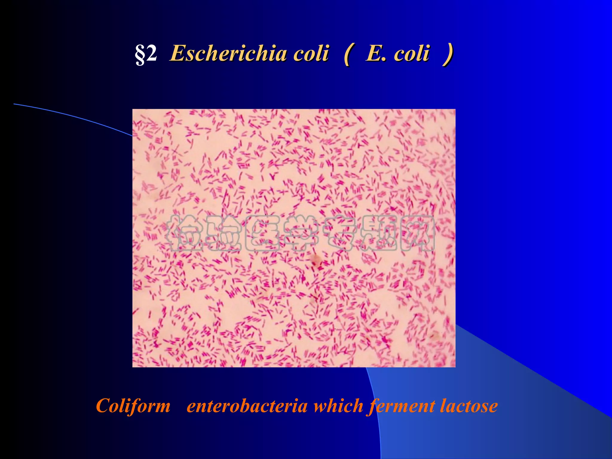 §2 Escherichia coliEscherichia coli （（ E. coliE. coli ））
Coliform enterobacteria which ferment lactose
 