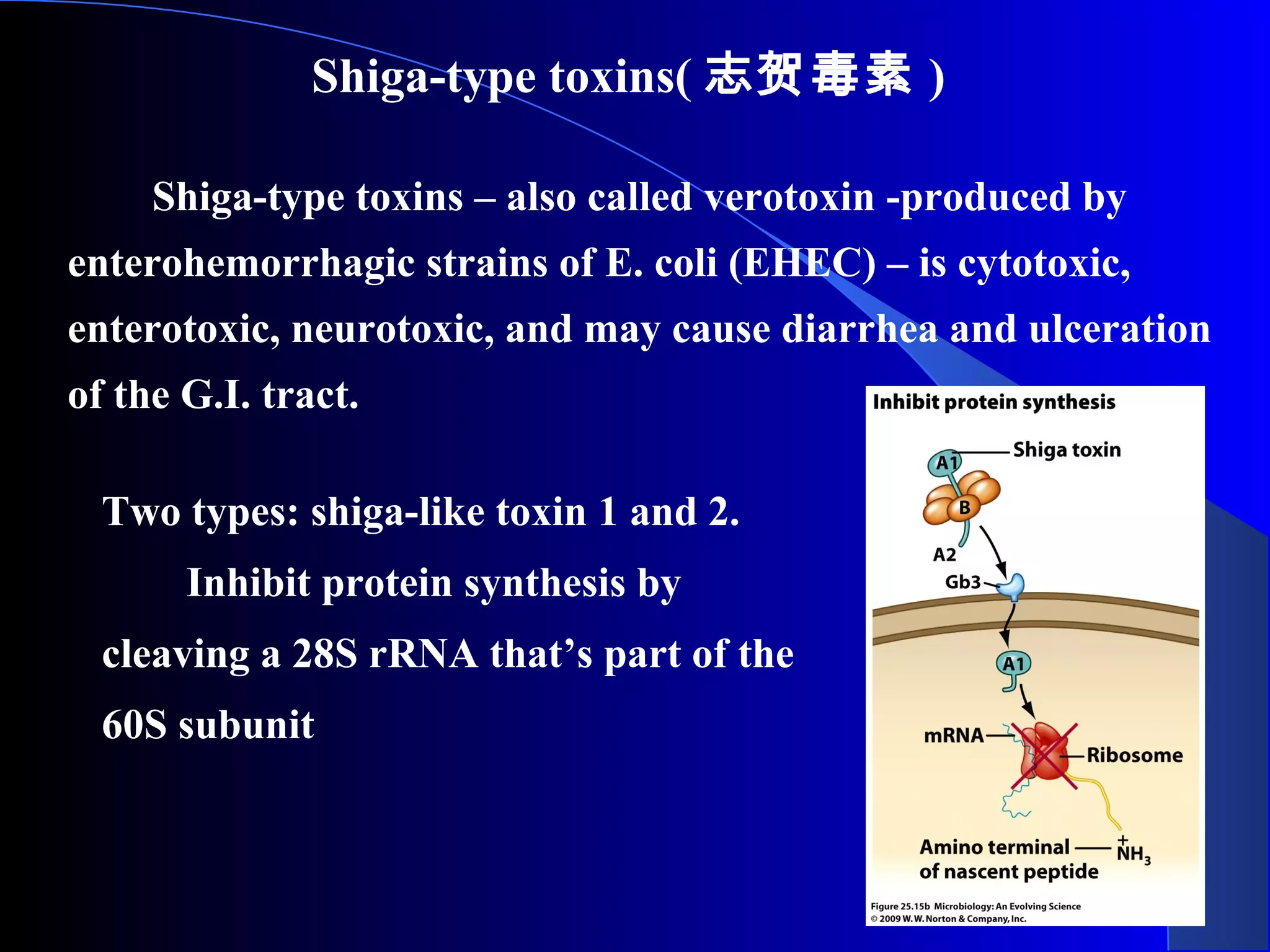 Shiga-type toxins( 志贺毒素 )
Shiga-type toxins – also called verotoxin -produced by
enterohemorrhagic strains of E. coli (EHEC) – is cytotoxic,
enterotoxic, neurotoxic, and may cause diarrhea and ulceration
of the G.I. tract.
Two types: shiga-like toxin 1 and 2.
Inhibit protein synthesis by
cleaving a 28S rRNA that’s part of the
60S subunit
 