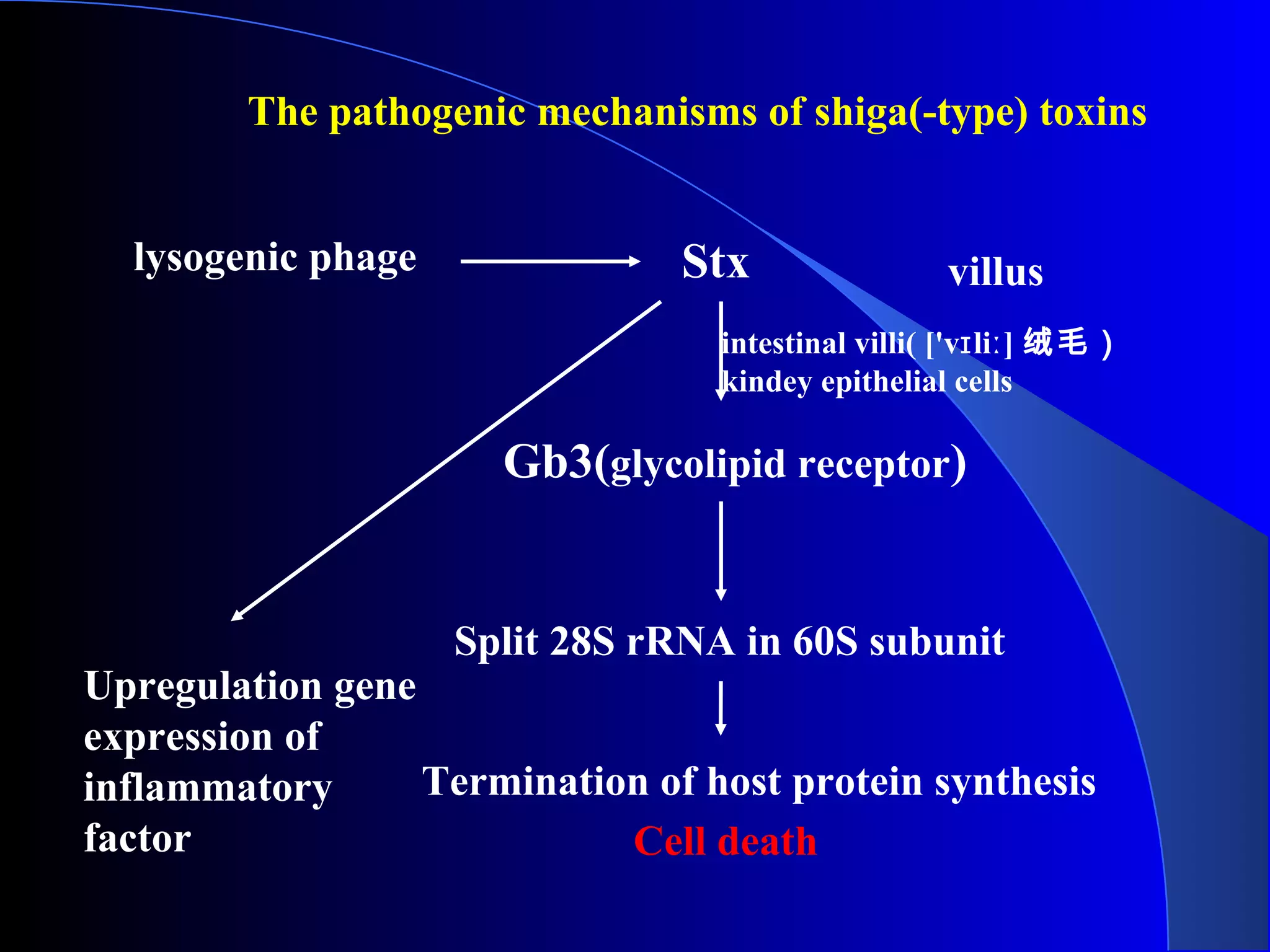 Stxlysogenic phage
intestinal villi( ['v li ]ɪ ː 绒毛）
kindey epithelial cells
Gb3(glycolipid receptor)
Split 28S rRNA in 60S subunit
Termination of host protein synthesis
Upregulation gene
expression of
inflammatory
factor
The pathogenic mechanisms of shiga(-type) toxins
Cell death
villus
 