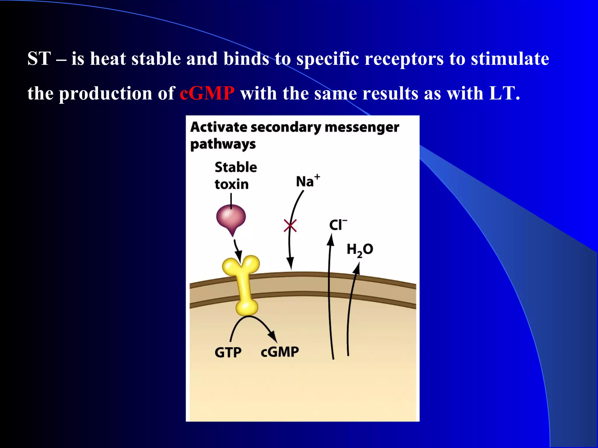 ST – is heat stable and binds to specific receptors to stimulate
the production of cGMP with the same results as with LT.
 