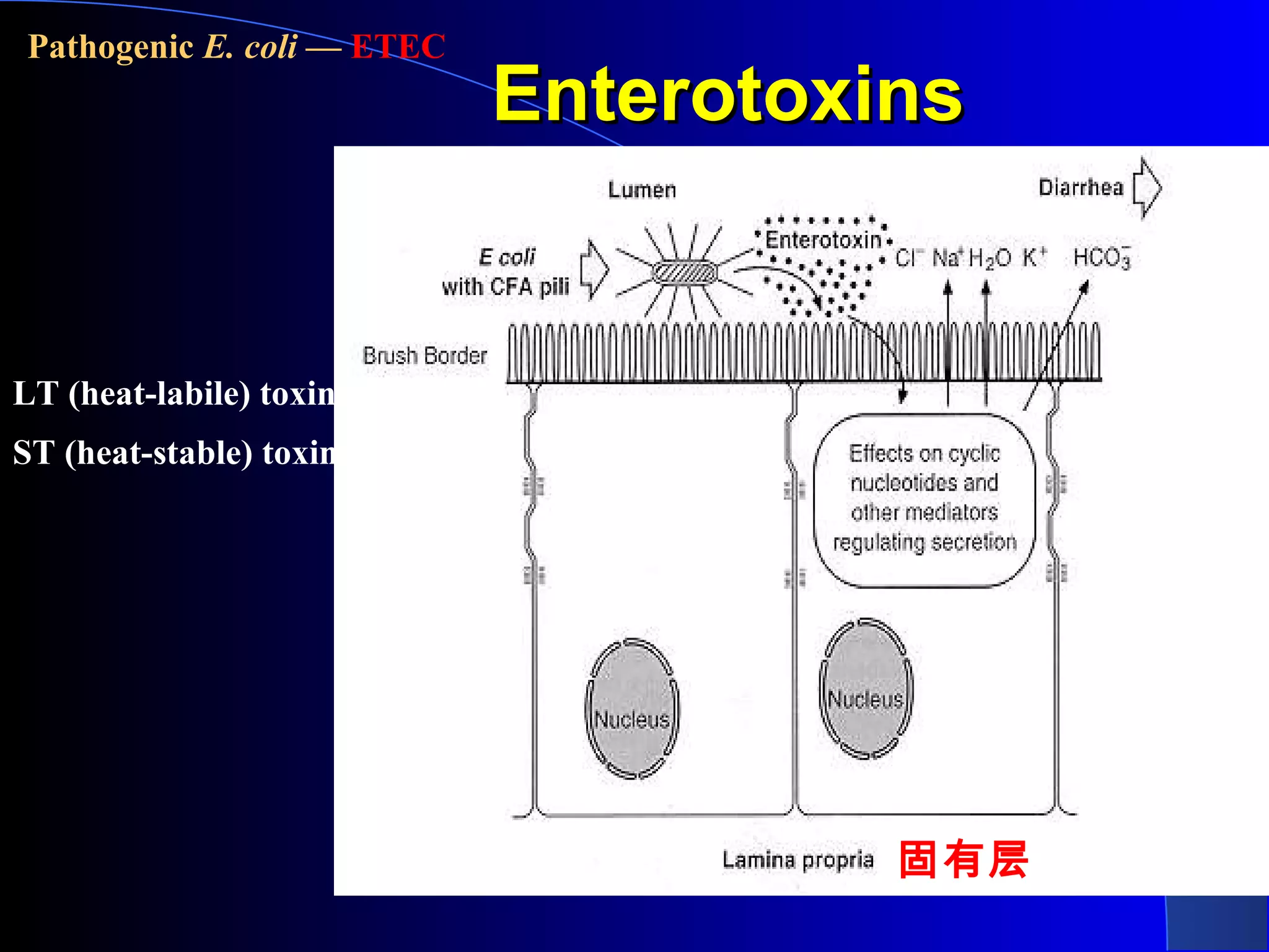 EnterotoxinsEnterotoxins
LT (heat-labile) toxin
ST (heat-stable) toxin
Pathogenic E. coli — ETEC
固有层
 