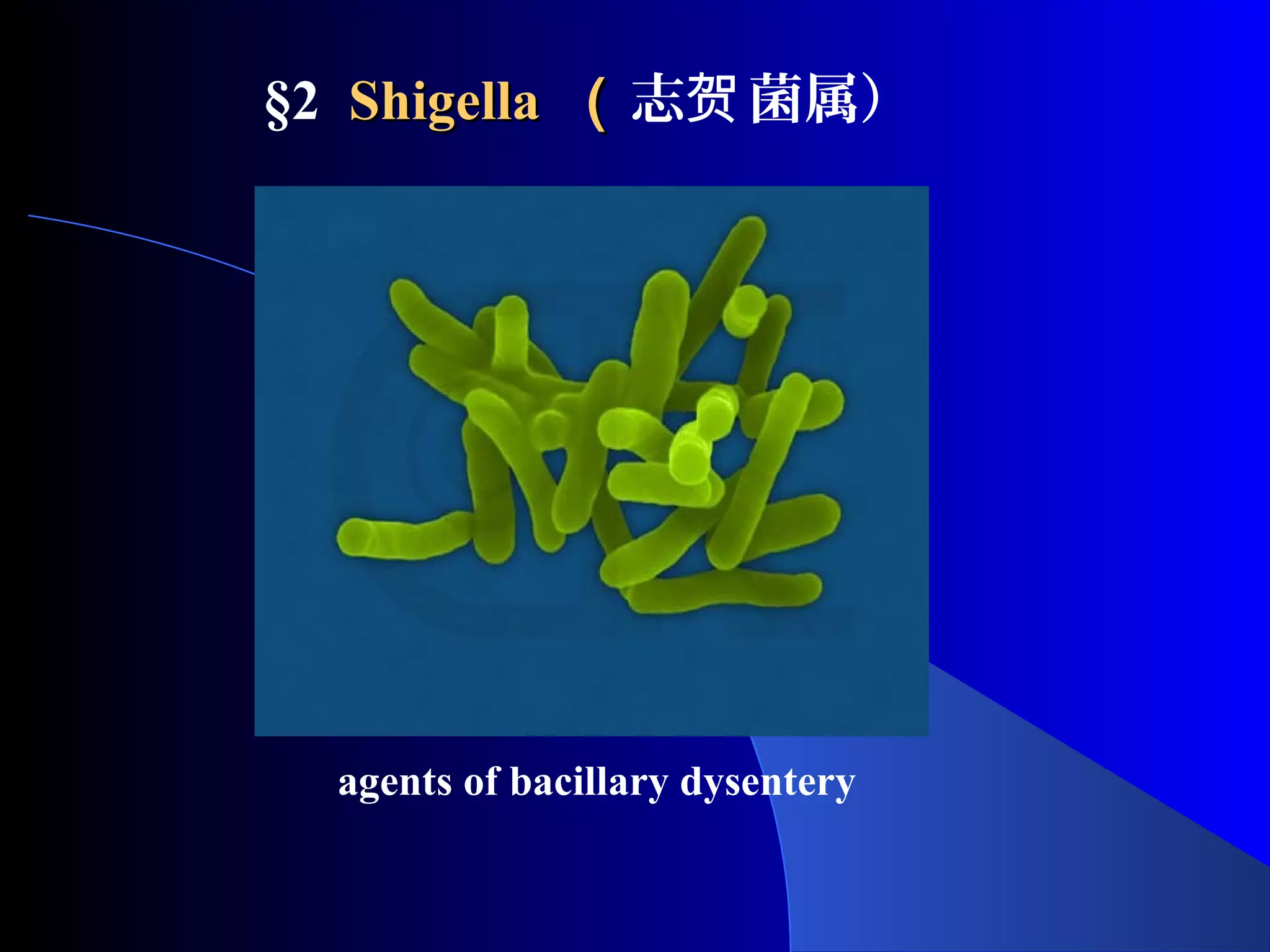 §2 ShigellaShigella （（志 菌属）贺
agents of bacillary dysentery
 
