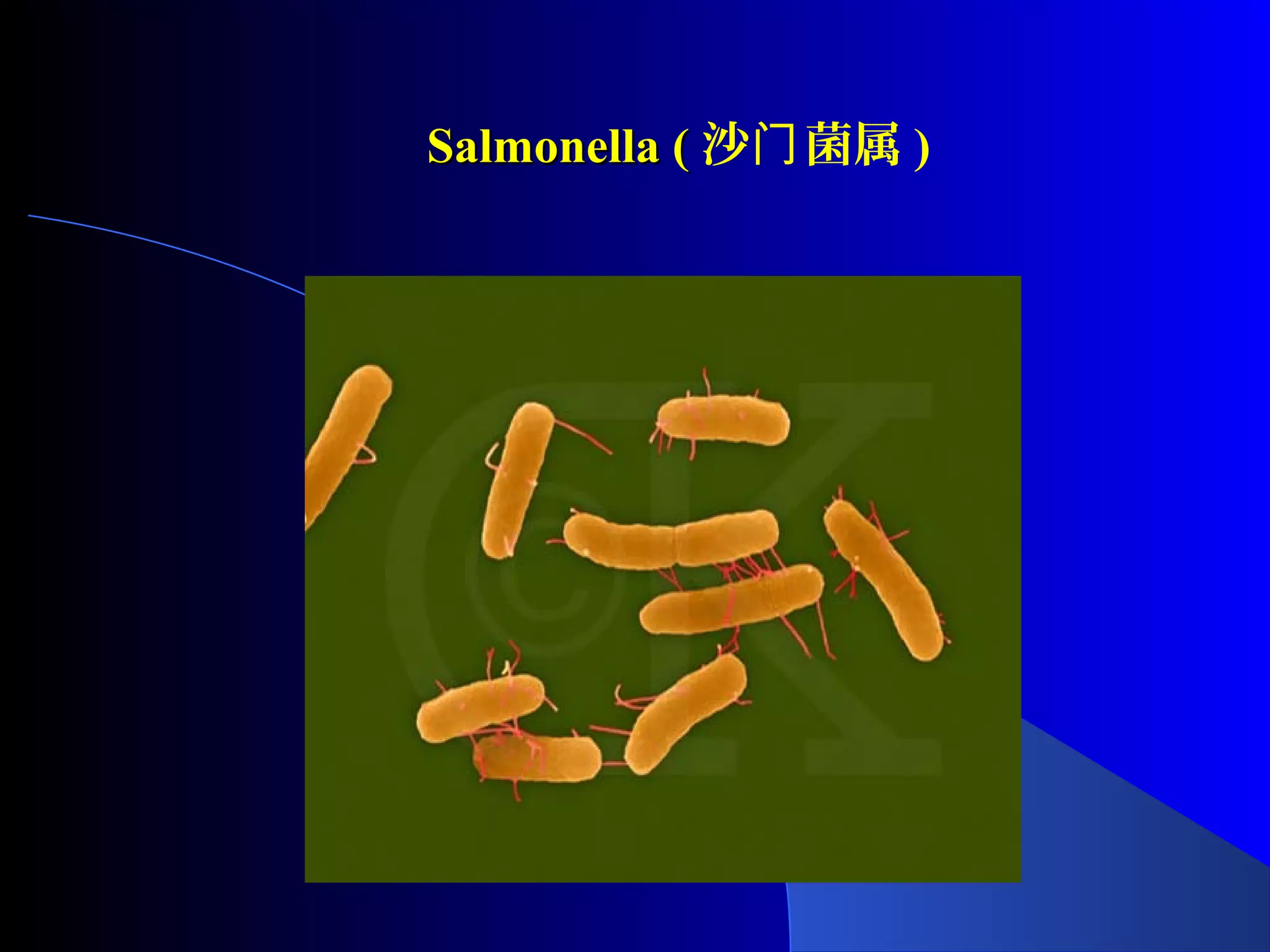 Salmonella (Salmonella ( 沙 菌属门 )
 