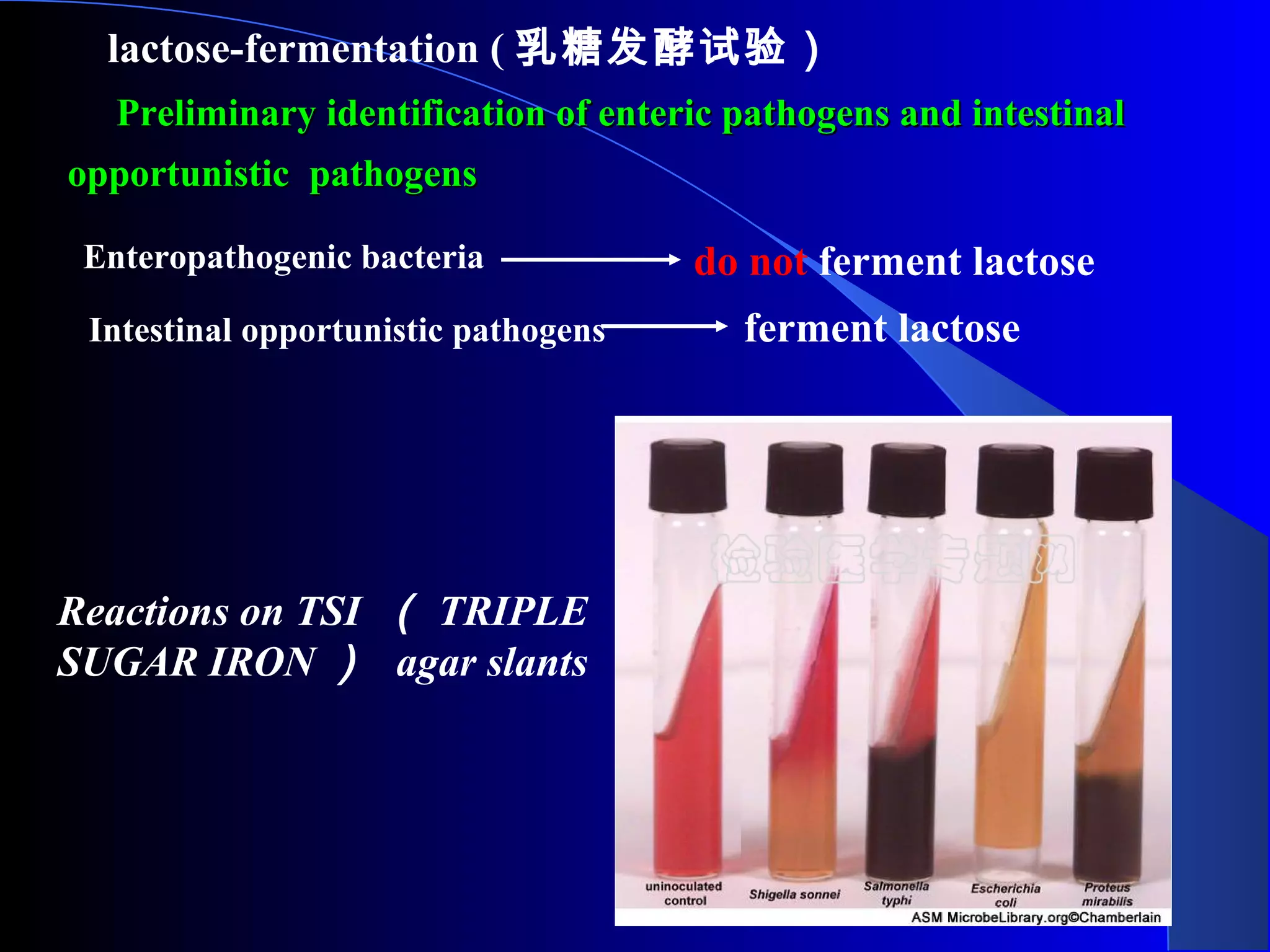 Preliminary identification of enteric pathogens and intestinalPreliminary identification of enteric pathogens and intestinal
opportunisticopportunistic pathogenspathogens
Enteropathogenic bacteria
Intestinal opportunistic pathogens
do not ferment lactose
ferment lactose
lactose-fermentation ( 乳糖发酵试验）
Reactions on TSI （ TRIPLE
SUGAR IRON ） agar slants
 