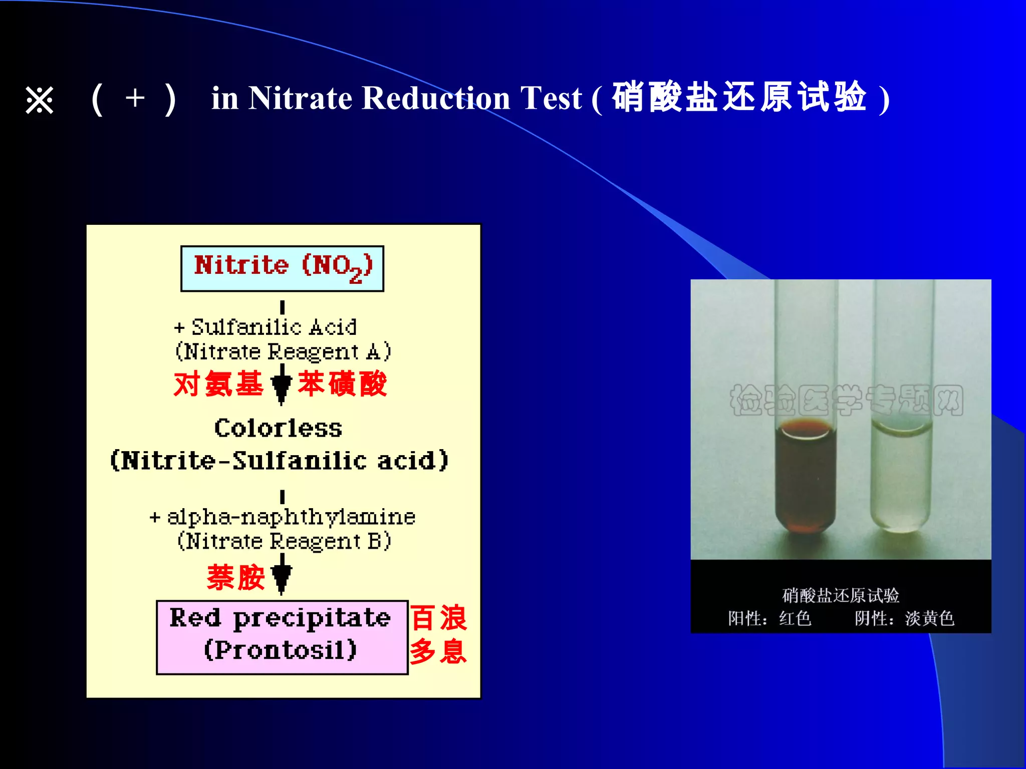 ※ （ + ） in Nitrate Reduction Test ( 硝酸盐还原试验 )
对氨基 苯磺酸
萘胺
百浪
多息
 