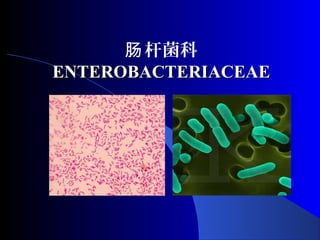 杆菌科肠
ENTEROBACTERIACEAEENTEROBACTERIACEAE
 
