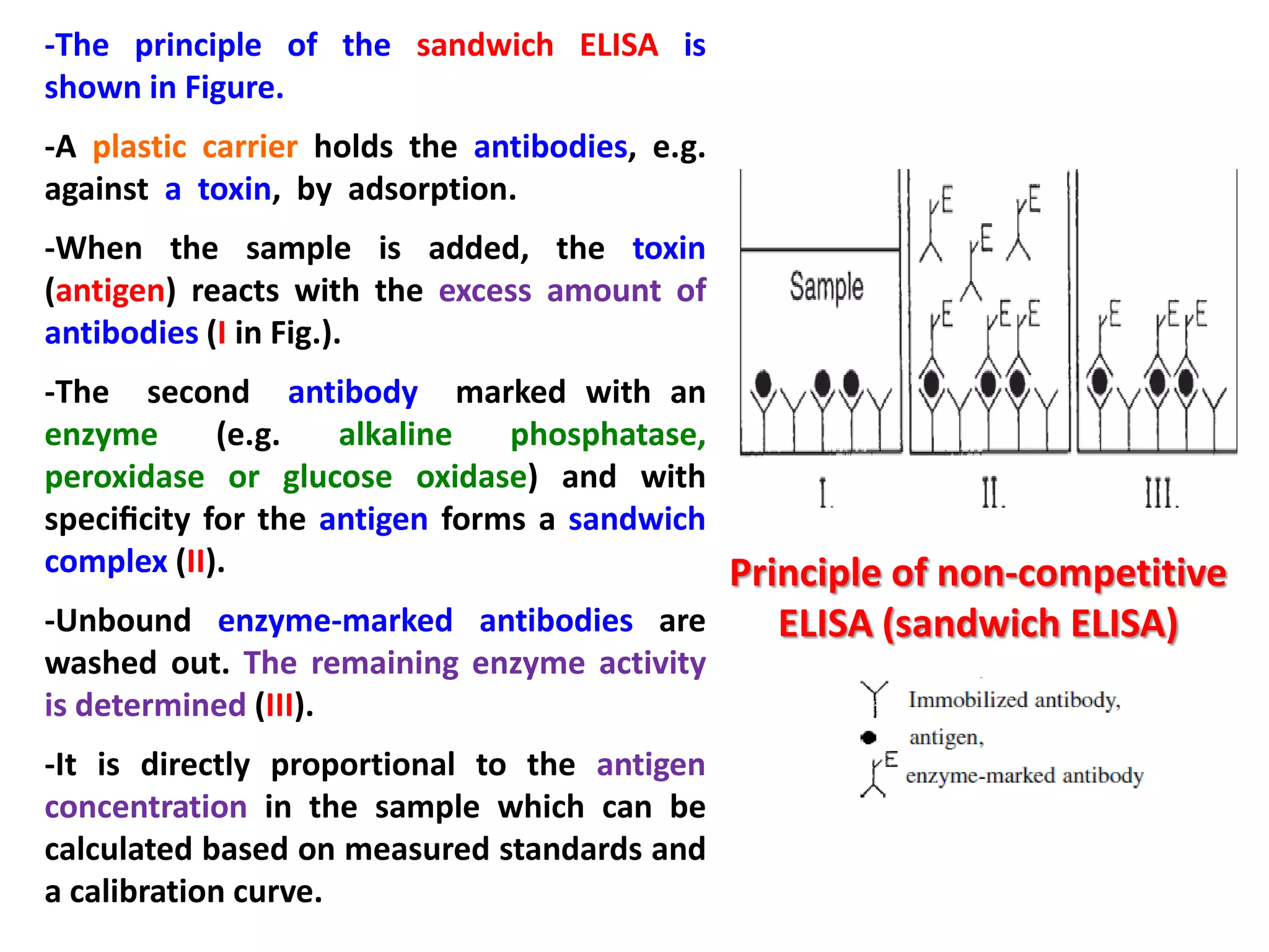 -The principle of the sandwich ELISA is
shown in Figure.
-A plastic carrier holds the antibodies, e.g.
against a toxin, by adsorption.
-When the sample is added, the toxin
(antigen) reacts with the excess amount of
antibodies (I in Fig.).
-The second antibody marked with an
enzyme
(e.g.
alkaline
phosphatase,
peroxidase or glucose oxidase) and with
speciﬁcity for the antigen forms a sandwich
complex (II).
Principle of non-competitive
-Unbound enzyme-marked antibodies are
ELISA (sandwich ELISA)
washed out. The remaining enzyme activity
is determined (III).
-It is directly proportional to the antigen
concentration in the sample which can be
calculated based on measured standards and
a calibration curve.

 