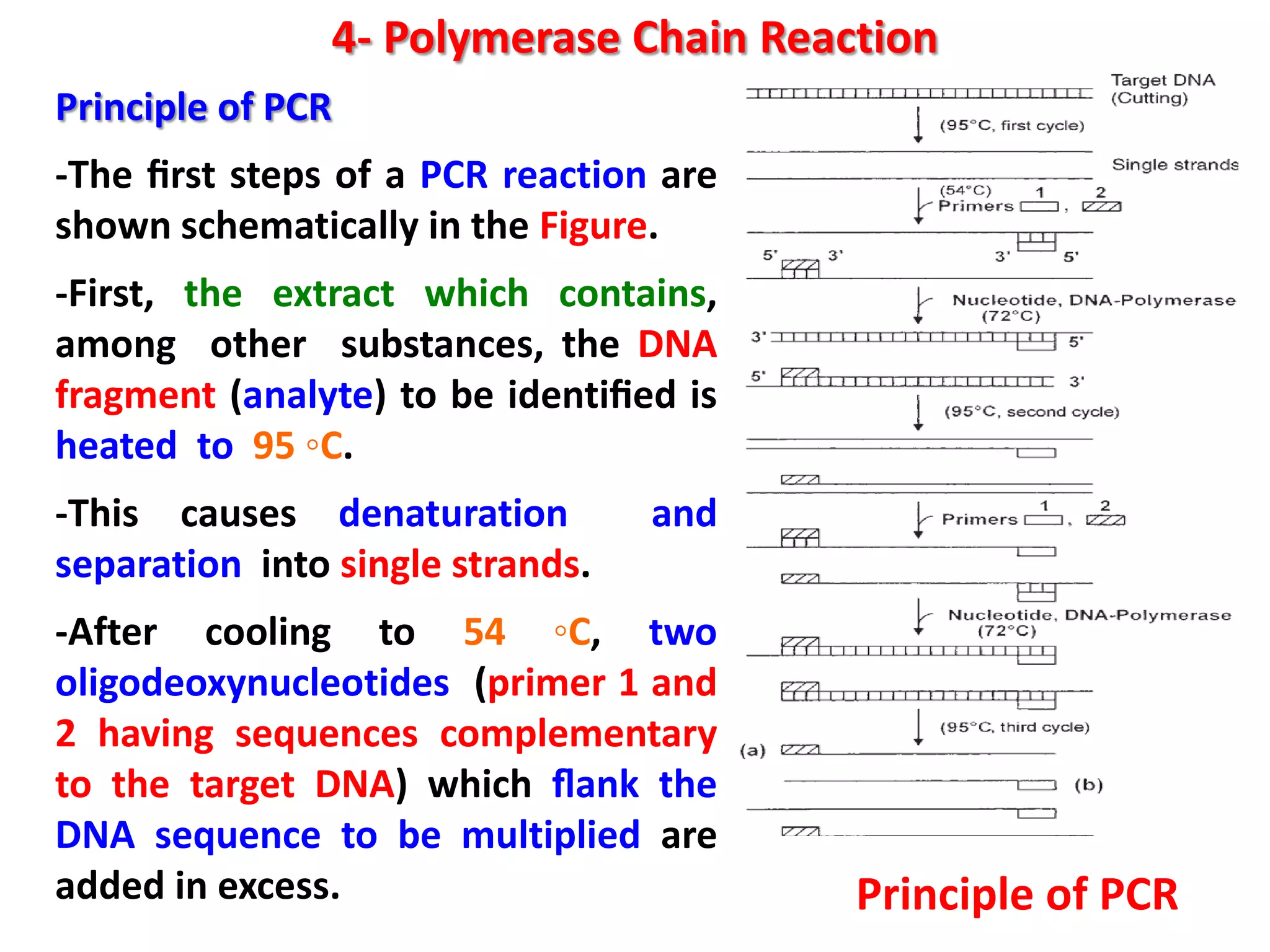 4- Polymerase Chain Reaction
Principle of PCR
-The ﬁrst steps of a PCR reaction are
shown schematically in the Figure.

-First, the extract which contains,
among other substances, the DNA
fragment (analyte) to be identiﬁed is
heated to 95 ◦C.
-This causes denaturation
separation into single strands.

and

-After cooling to 54 ◦C, two
oligodeoxynucleotides (primer 1 and
2 having sequences complementary
to the target DNA) which ﬂank the
DNA sequence to be multiplied are
added in excess.

Principle of PCR

 