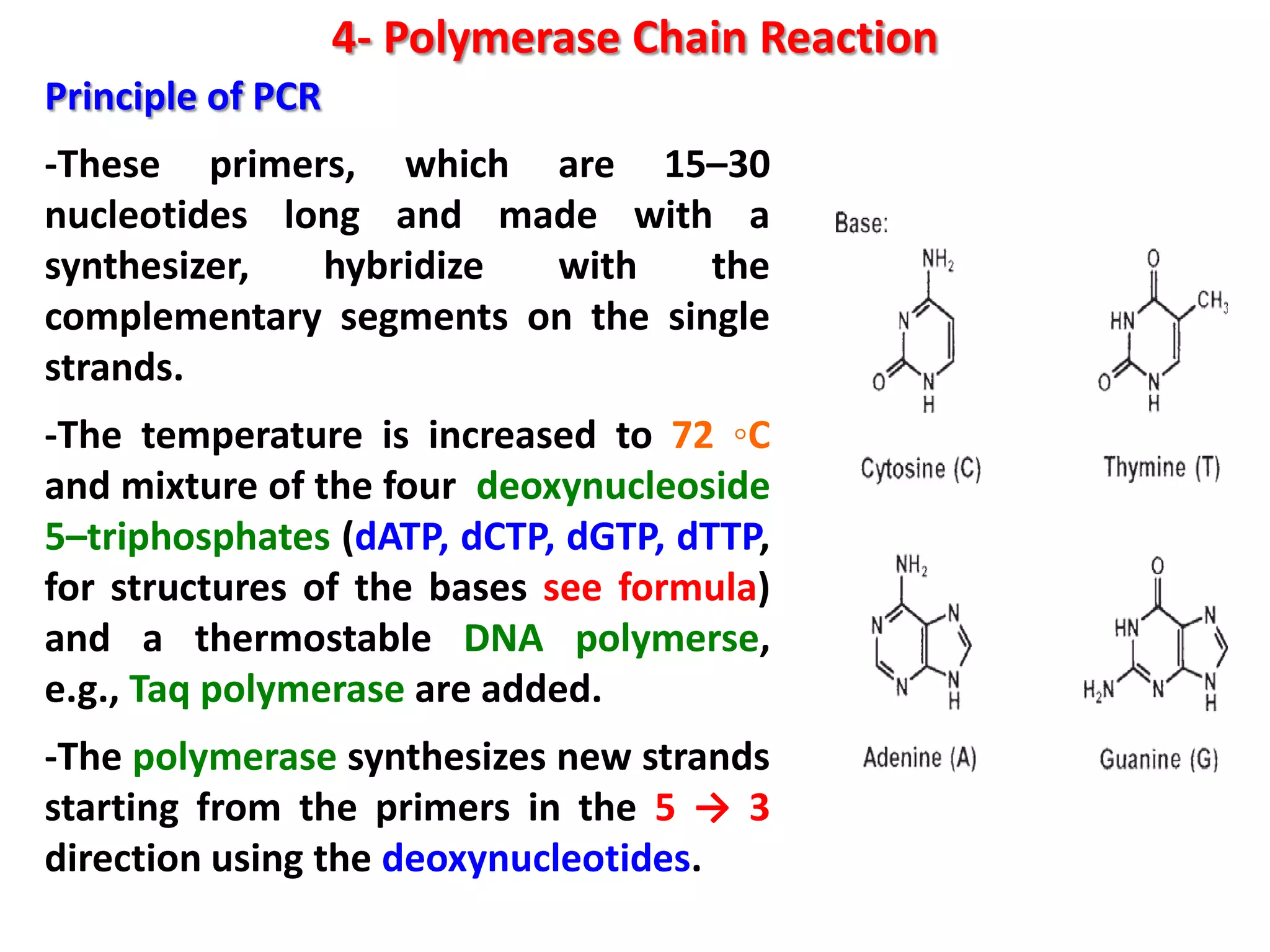 4- Polymerase Chain Reaction
Principle of PCR
-These primers, which are 15–30
nucleotides long and made with a
synthesizer,
hybridize
with
the
complementary segments on the single
strands.
-The temperature is increased to 72 ◦C
and mixture of the four deoxynucleoside
5–triphosphates (dATP, dCTP, dGTP, dTTP,
for structures of the bases see formula)
and a thermostable DNA polymerse,
e.g., Taq polymerase are added.
-The polymerase synthesizes new strands
starting from the primers in the 5 → 3
direction using the deoxynucleotides.

 