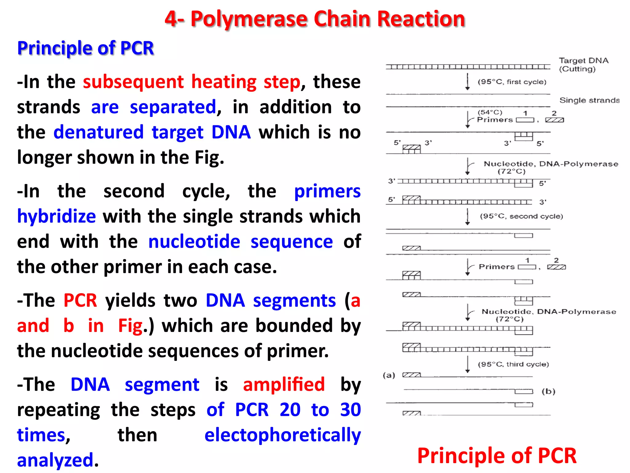 4- Polymerase Chain Reaction
Principle of PCR
-In the subsequent heating step, these
strands are separated, in addition to
the denatured target DNA which is no
longer shown in the Fig.
-In the second cycle, the primers
hybridize with the single strands which
end with the nucleotide sequence of
the other primer in each case.
-The PCR yields two DNA segments (a
and b in Fig.) which are bounded by
the nucleotide sequences of primer.
-The DNA segment is ampliﬁed by
repeating the steps of PCR 20 to 30
times,
then
electophoretically
analyzed.

Principle of PCR

 