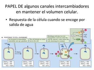 PAPEL	
  DE	
  algunos	
  canales	
  intercambiadores	
  
     en	
  mantener	
  el	
  volumen	
  celular.	
  
•  Respuesta	
  de	
  la	
  célula	
  cuando	
  se	
  encoge	
  por	
  
   salida	
  de	
  agua	
  
 