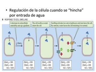 •  Regulación	
  de	
  la	
  célula	
  cuando	
  se	
  “hincha”	
  
   por	
  entrada	
  de	
  agua	
  
 