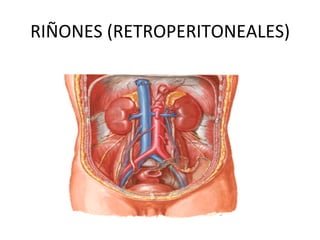 RIÑONES	
  (RETROPERITONEALES)	
  
 