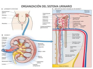 ORGANIZACIÓN	
  DEL	
  SISTEMA	
  URINARIO	
  
 
