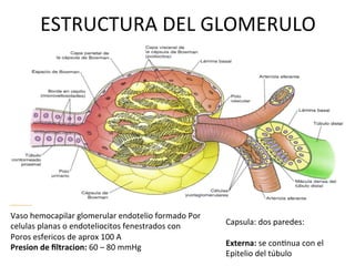 ESTRUCTURA	
  DEL	
  GLOMERULO	
  




Vaso	
  hemocapilar	
  glomerular	
  endotelio	
  formado	
  Por	
  
celulas	
  planas	
  o	
  endoteliocitos	
  fenestrados	
  con	
       Capsula:	
  dos	
  paredes:	
  
                                                                       	
  
Poros	
  esfericos	
  de	
  aprox	
  100	
  A	
  
Presion	
  de	
  ﬁltracion:	
  60	
  –	
  80	
  mmHg	
                 Externa:	
  se	
  conVnua	
  con	
  el	
  	
  
                                                                       Epitelio	
  del	
  túbulo	
  
 