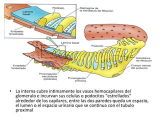  
•  La	
  interna	
  cubre	
  inVmamente	
  los	
  vasos	
  hemocapilares	
  del	
  
     glomerulo	
  e	
  incurvan	
  sus	
  celulas	
  o	
  podocitos	
  “estrellados”	
  
     alrededor	
  de	
  los	
  capilares,	
  entre	
  las	
  dos	
  paredes	
  queda	
  un	
  espacio,	
  
     el	
  lumen	
  o	
  el	
  espacio	
  urinario	
  que	
  se	
  conVnua	
  con	
  el	
  tubulo	
  
     proximal	
  
 
