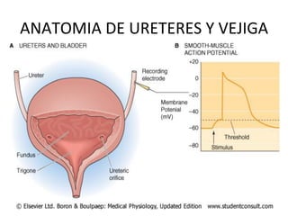 ANATOMIA	
  DE	
  URETERES	
  Y	
  VEJIGA	
  
 
