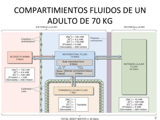 COMPARTIMIENTOS	
  FLUIDOS	
  DE	
  UN	
  
      ADULTO	
  DE	
  70	
  KG	
  
 