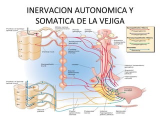 INERVACION	
  AUTONOMICA	
  Y	
  
  SOMATICA	
  DE	
  LA	
  VEJIGA	
  
 