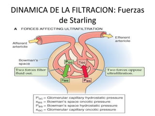 DINAMICA	
  DE	
  LA	
  FILTRACION:	
  Fuerzas	
  
              de	
  Starling	
  
 