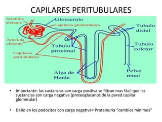 CAPILARES	
  PERITUBULARES	
  




•  Importante:	
  las	
  sustancias	
  con	
  carga	
  posiVva	
  se	
  ﬁltran	
  mas	
  fácil	
  que	
  las	
  
   sustancias	
  con	
  carga	
  negaVva	
  (proteoglucanos	
  de	
  la	
  pared	
  capilar	
  
   glomerular)	
  

•  Daño	
  en	
  los	
  podocitos	
  con	
  carga	
  negaVva=	
  Proteinuria	
  “cambios	
  minimos”	
  
 