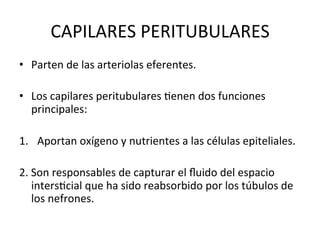 CAPILARES	
  PERITUBULARES	
  
•  Parten	
  de	
  las	
  arteriolas	
  eferentes.	
  

•  Los	
  capilares	
  peritubulares	
  Venen	
  dos	
  funciones	
  
   principales:	
  	
  

1.  Aportan	
  oxígeno	
  y	
  nutrientes	
  a	
  las	
  células	
  epiteliales.	
  	
  
	
  
2.	
  Son	
  responsables	
  de	
  capturar	
  el	
  ﬂuido	
  del	
  espacio	
  
      intersVcial	
  que	
  ha	
  sido	
  reabsorbido	
  por	
  los	
  túbulos	
  de	
  
      los	
  nefrones.	
  	
  
 