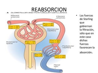 REABSORCION	
  	
  
                      •  Las	
  fuerzas	
  
                         de	
  Starling	
  
                         que	
  
                         gobiernan	
  
                         la	
  ﬁltración,	
  
                         sólo	
  que	
  en	
  
                         este	
  caso	
  
                         dichas	
  
                         fuerzas	
  
                         favorecen	
  la	
  
                          absorción.	
  
 