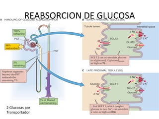 REABSORCION	
  DE	
  GLUCOSA	
  




2	
  Glucosas	
  por	
  
Transportador	
  
 