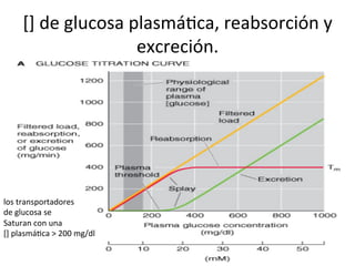 []	
  de	
  glucosa	
  plasmáVca,	
  reabsorción	
  y	
  
                                excreción.	
  




los	
  transportadores	
  
de	
  glucosa	
  se	
  	
  
Saturan	
  con	
  una	
  	
  
[]	
  plasmáVca	
  >	
  200	
  mg/dl	
  
 