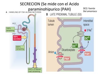 SECRECION	
  (Se	
  mide	
  con	
  el	
  Acido	
  
    paraminohipurico	
  (PAH)	
                      DC2:	
  fuente	
  
                                                     Del	
  amoniaco	
  
 