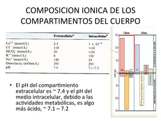 COMPOSICION	
  IONICA	
  DE	
  LOS	
  
       COMPARTIMENTOS	
  DEL	
  CUERPO	
  




•  El	
  pH	
  del	
  comparVmiento	
  
   extracelular	
  es	
  ~	
  7.4	
  y	
  el	
  pH	
  del	
  
   medio	
  intracelular,	
  debido	
  a	
  las	
  
   acVvidades	
  metabólicas,	
  es	
  algo	
  
   más	
  ácido,	
  ~	
  7.1	
  –	
  7.2	
  
 