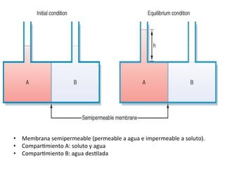 •  Membrana	
  semipermeable	
  (permeable	
  a	
  agua	
  e	
  impermeable	
  a	
  soluto).	
  	
  
•  ComparVmiento	
  A:	
  soluto	
  y	
  agua	
  	
  
•  ComparVmiento	
  B:	
  agua	
  desVlada	
  	
  
 