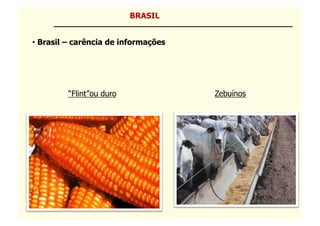 BRASIL


• Brasil – carência de informações




         “Flint”ou duro              Zebuínos
 