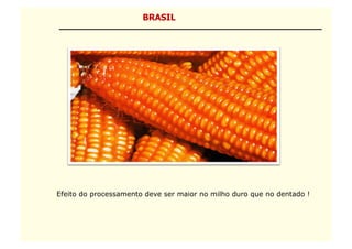 BRASIL




Efeito do processamento deve ser maior no milho duro que no dentado !
 