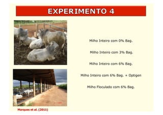 Milho Inteiro com 0% Bag.


                             Milho Inteiro com 3% Bag.


                             Milho Inteiro com 6% Bag.


                        Milho Inteiro com 6% Bag. + Optigen


                           Milho Floculado com 6% Bag.




Marques et al. (2011)
 