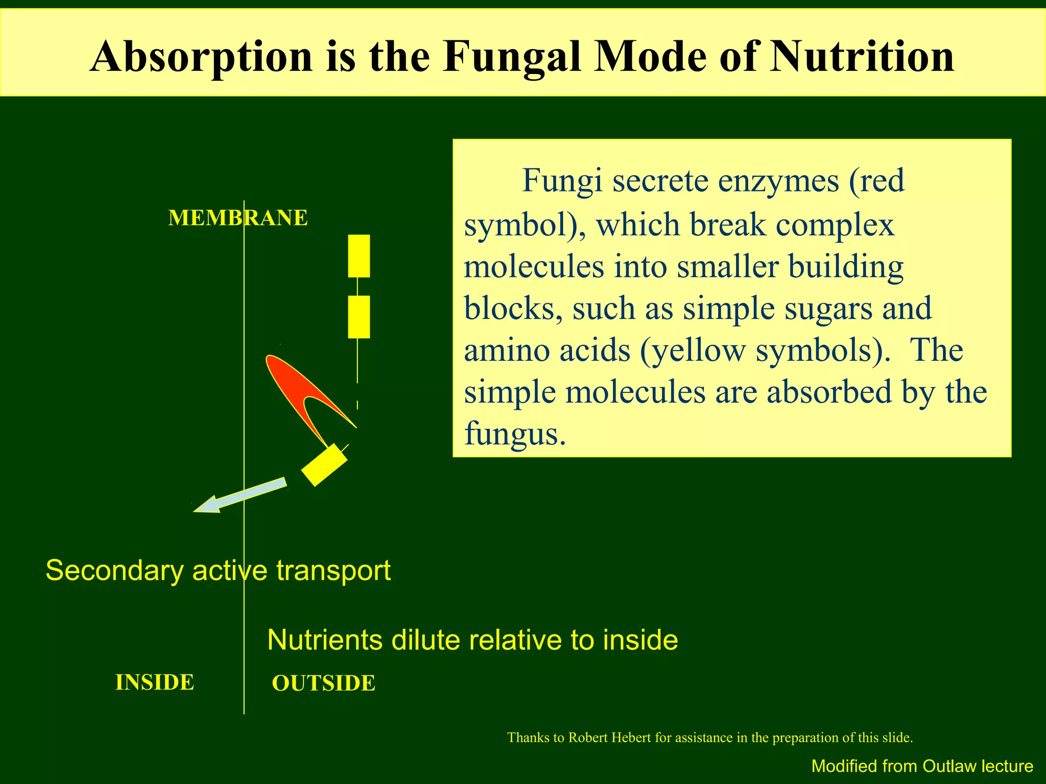 Fungi secrete enzymes (red
symbol), which break complex
molecules into smaller building
blocks, such as simple sugars and
amino acids (yellow symbols). The
simple molecules are absorbed by the
fungus.
MEMBRANE
INSIDE OUTSIDE
Absorption is the Fungal Mode of Nutrition
Thanks to Robert Hebert for assistance in the preparation of this slide.
Nutrients dilute relative to inside
Secondary active transport
Modified from Outlaw lecture
 