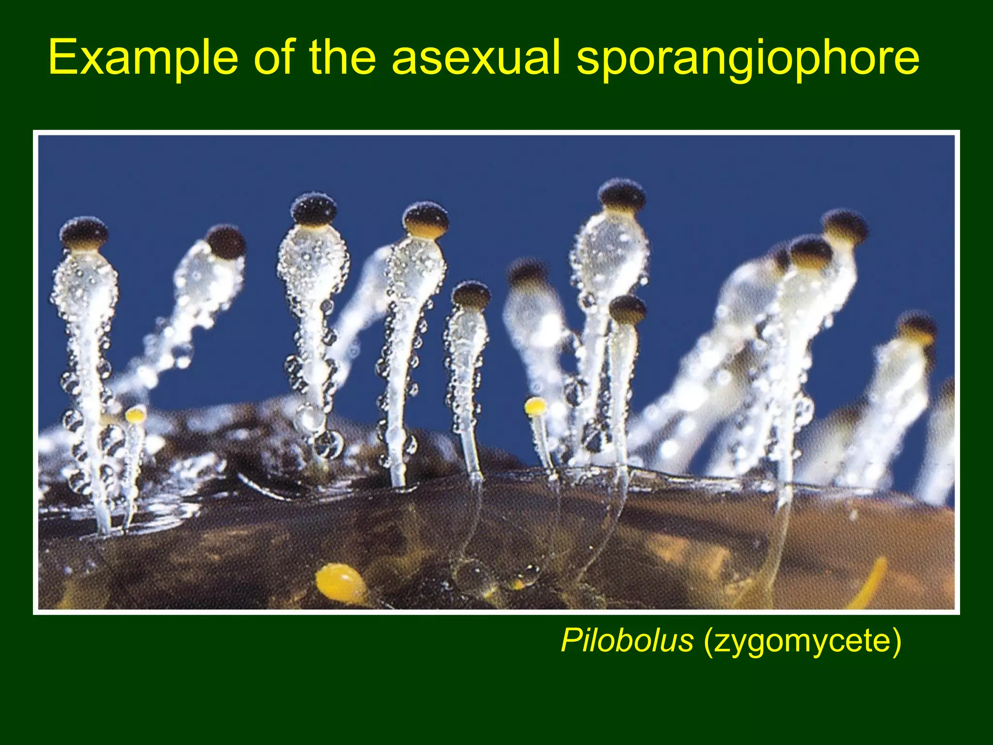 Example of the asexual sporangiophore
Pilobolus (zygomycete)
 