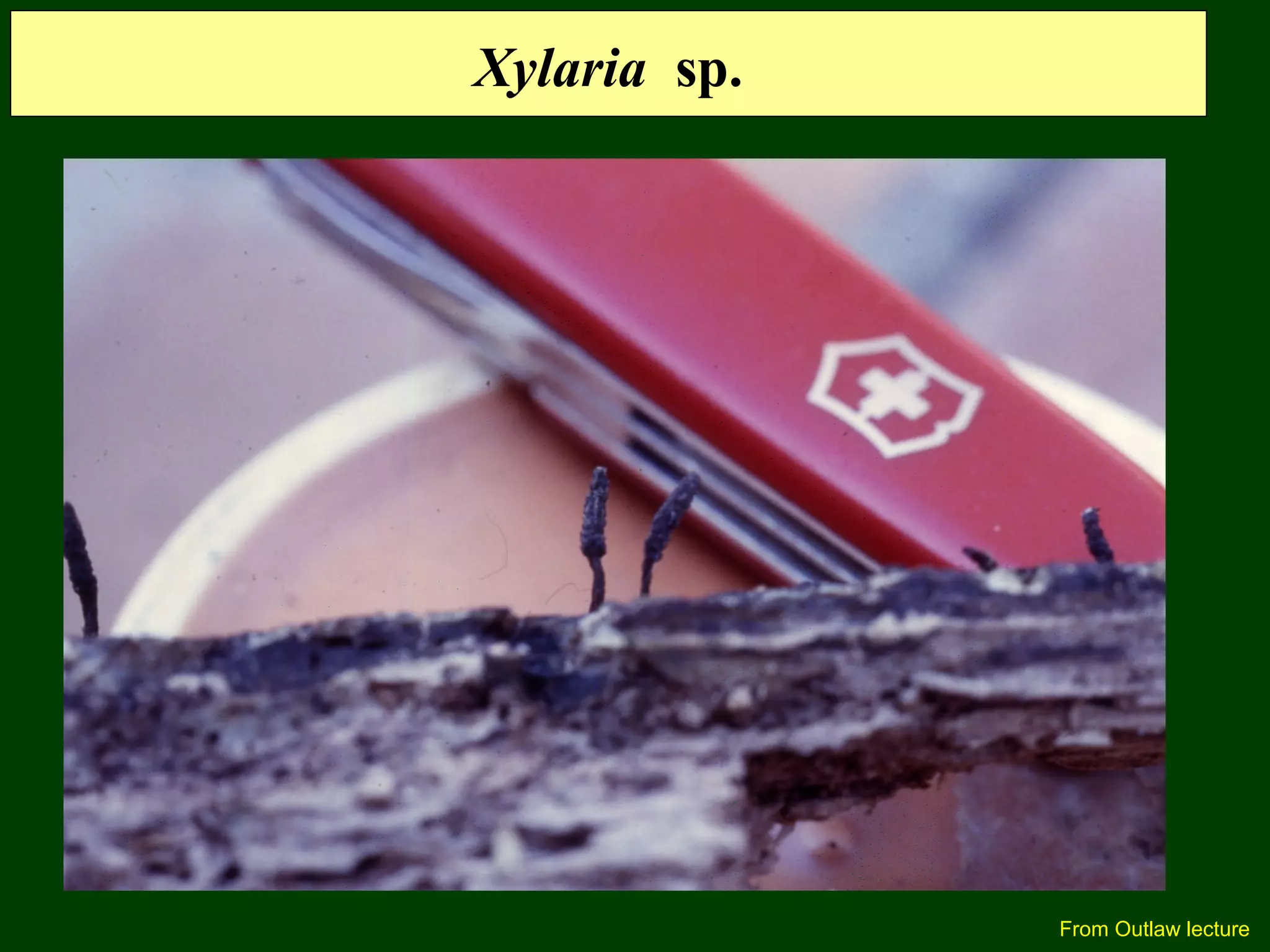 Xylaria sp.
From Outlaw lecture
 