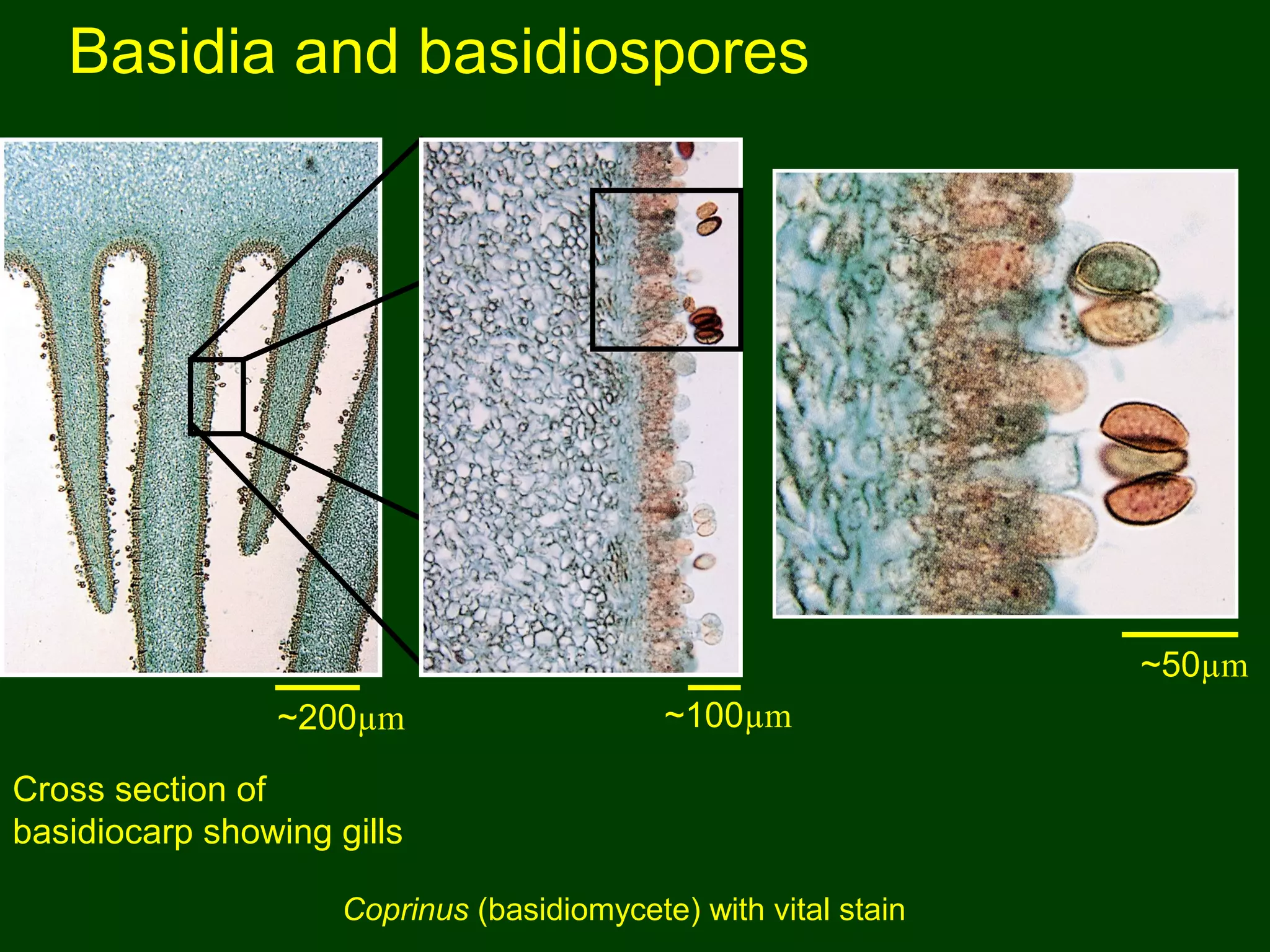 Basidia and basidiospores
Cross section of
basidiocarp showing gills
Coprinus (basidiomycete) with vital stain
~200µm ~100µm
~50µm
 