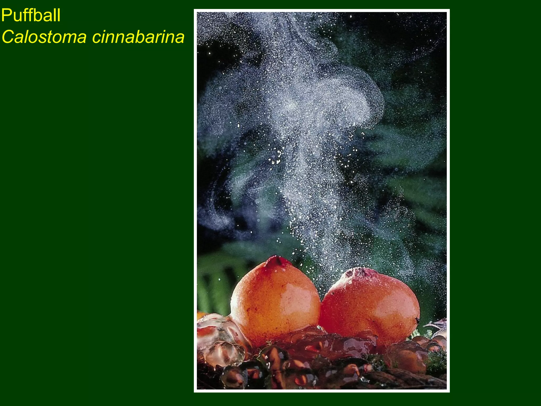 Puffball
Calostoma cinnabarina
 