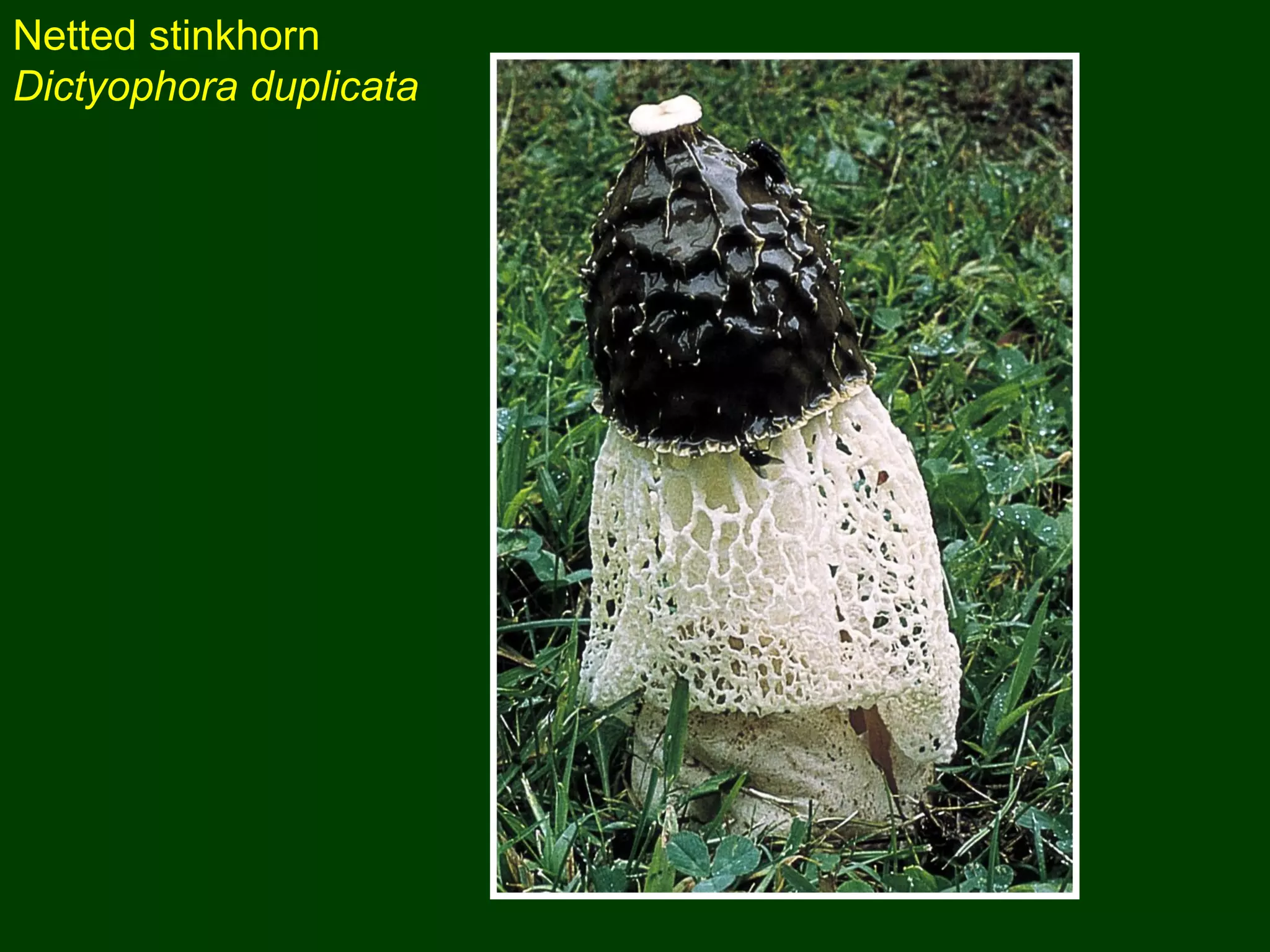 Netted stinkhorn
Dictyophora duplicata
 