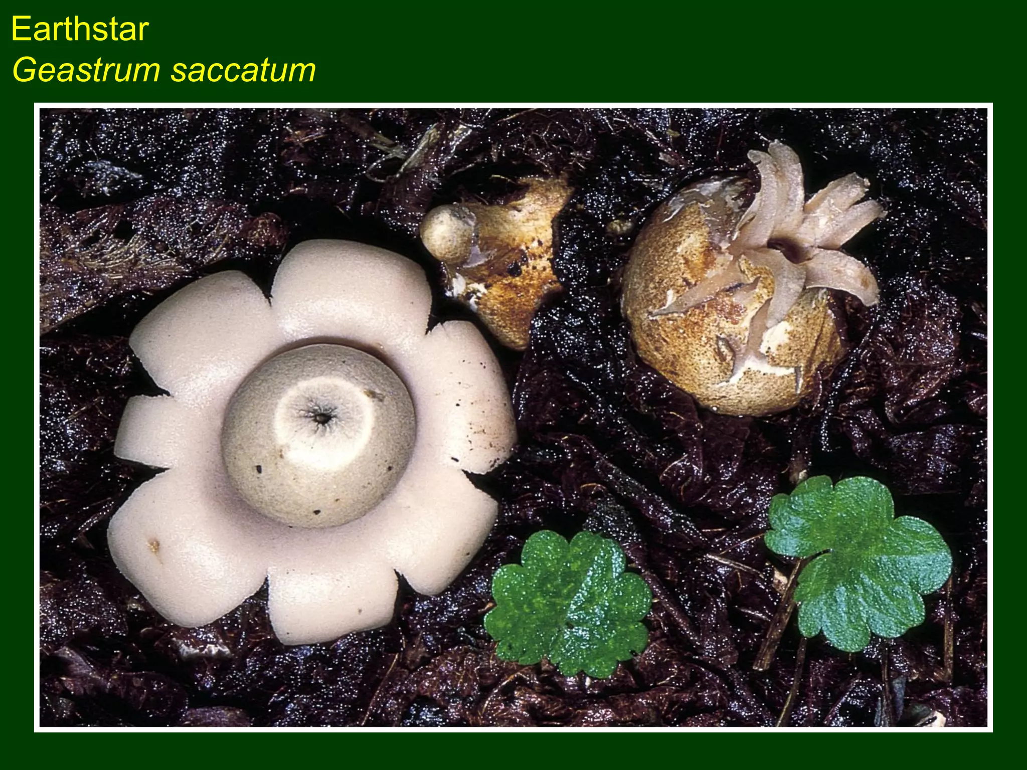 Earthstar
Geastrum saccatum
 