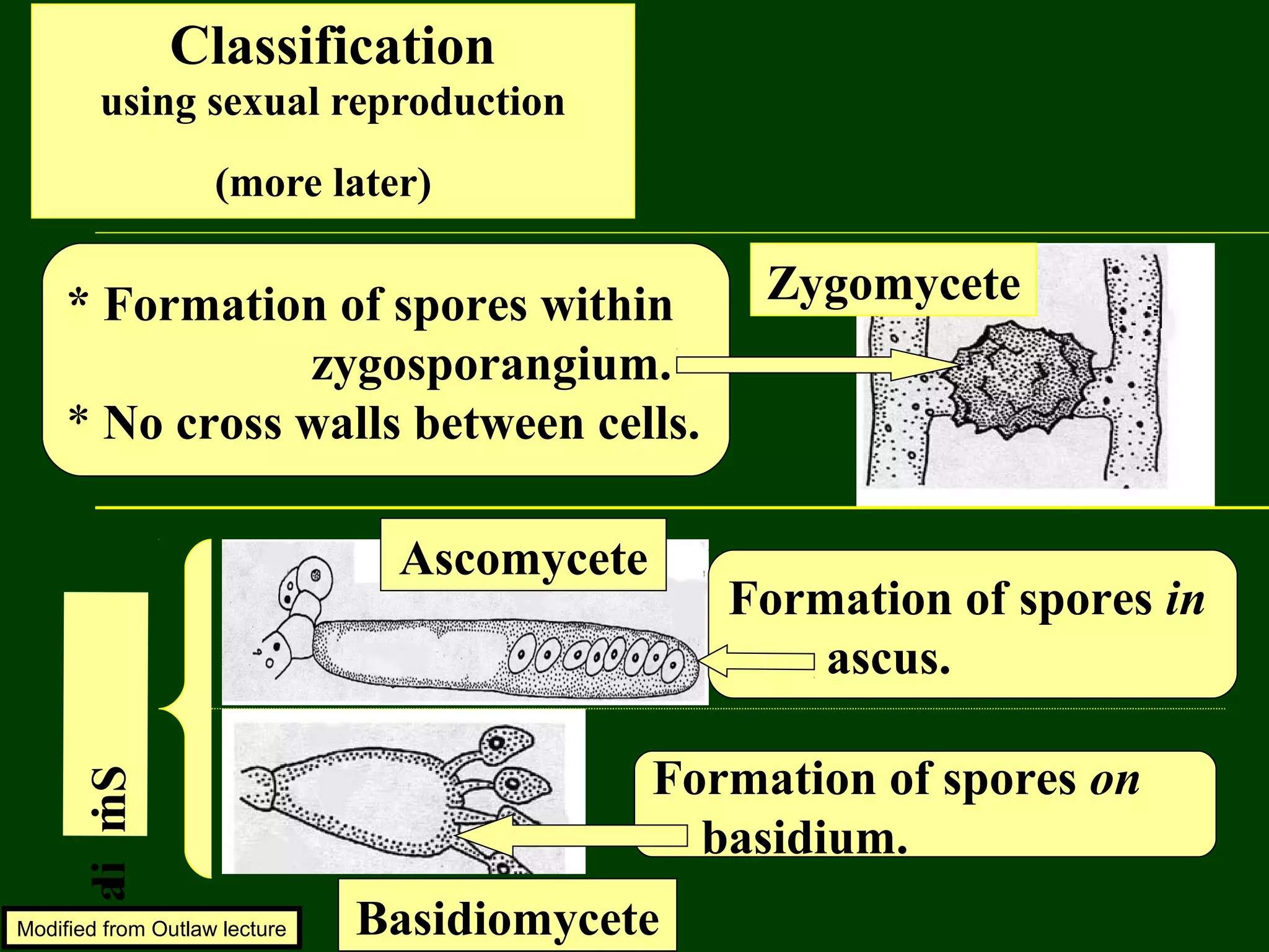 Zygomycete
Basidiomycete
Ascomycete
Similar
* Formation of spores within
zygosporangium.
* No cross walls between cells.
Formation of spores in
ascus.
Formation of spores on
basidium.
Classification
using sexual reproduction
(more later)
Modified from Outlaw lecture
 