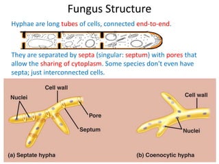 Septae 10 fungi | PPTX