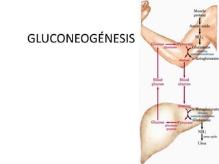 GLUCONEOGÉNESIS
 