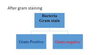 After gram staining
Bacteria
Gram stain
Gram-Positive Gram-negative
 