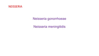 NEISSERIA
Neisseria gonorrhoeae
Neisseria meningitidis
 