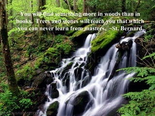 You will find something more in woods than in books.  Trees and stones will teach you that which you can never learn from masters.  ~St. Bernard 