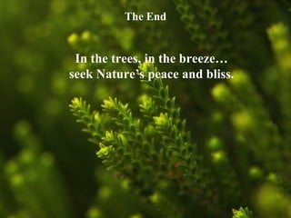 The End In the trees, in the breeze… seek Nature’s peace and bliss. 