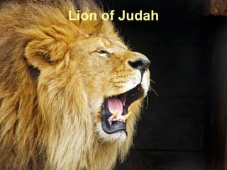 Lion of Judah 